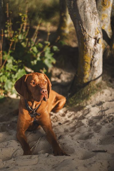 Close up portrait of dog during pre wedding shoot