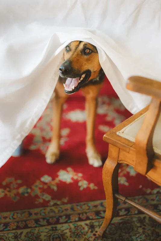 Happy dog peering out from beneath the bride's wedding dress on a patterned rug with a big grin