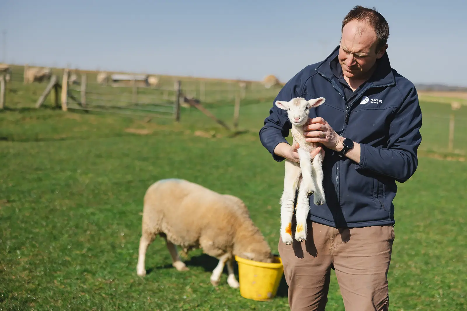 Countryside officer cradling a newborn lamb in a sunlit Dorset field with a ewe grazing and rolling farmland in the background