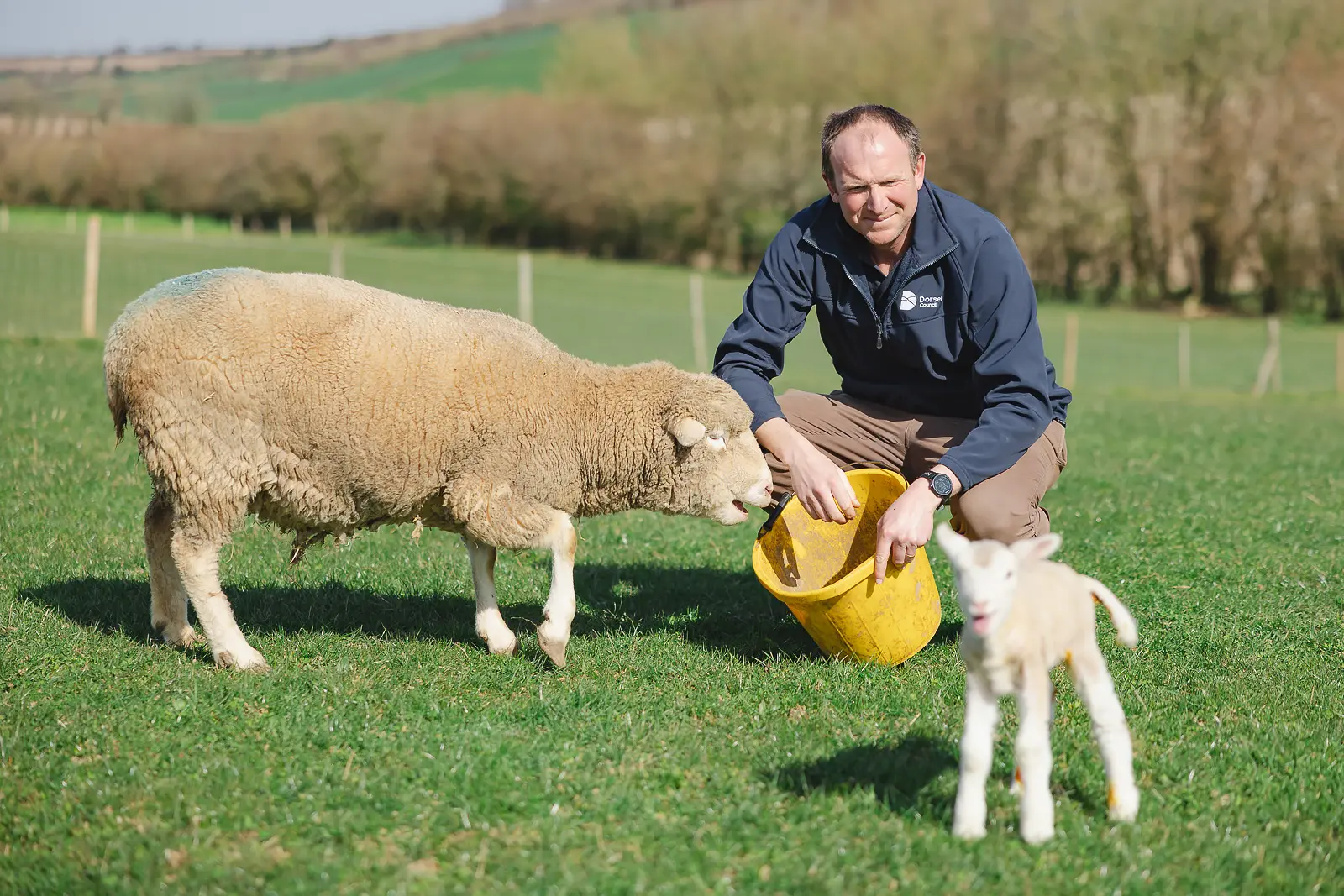 Countryside officer crouching to feed a ewe and newborn lamb from a bucket in a green Dorset field, rolling hills behind
